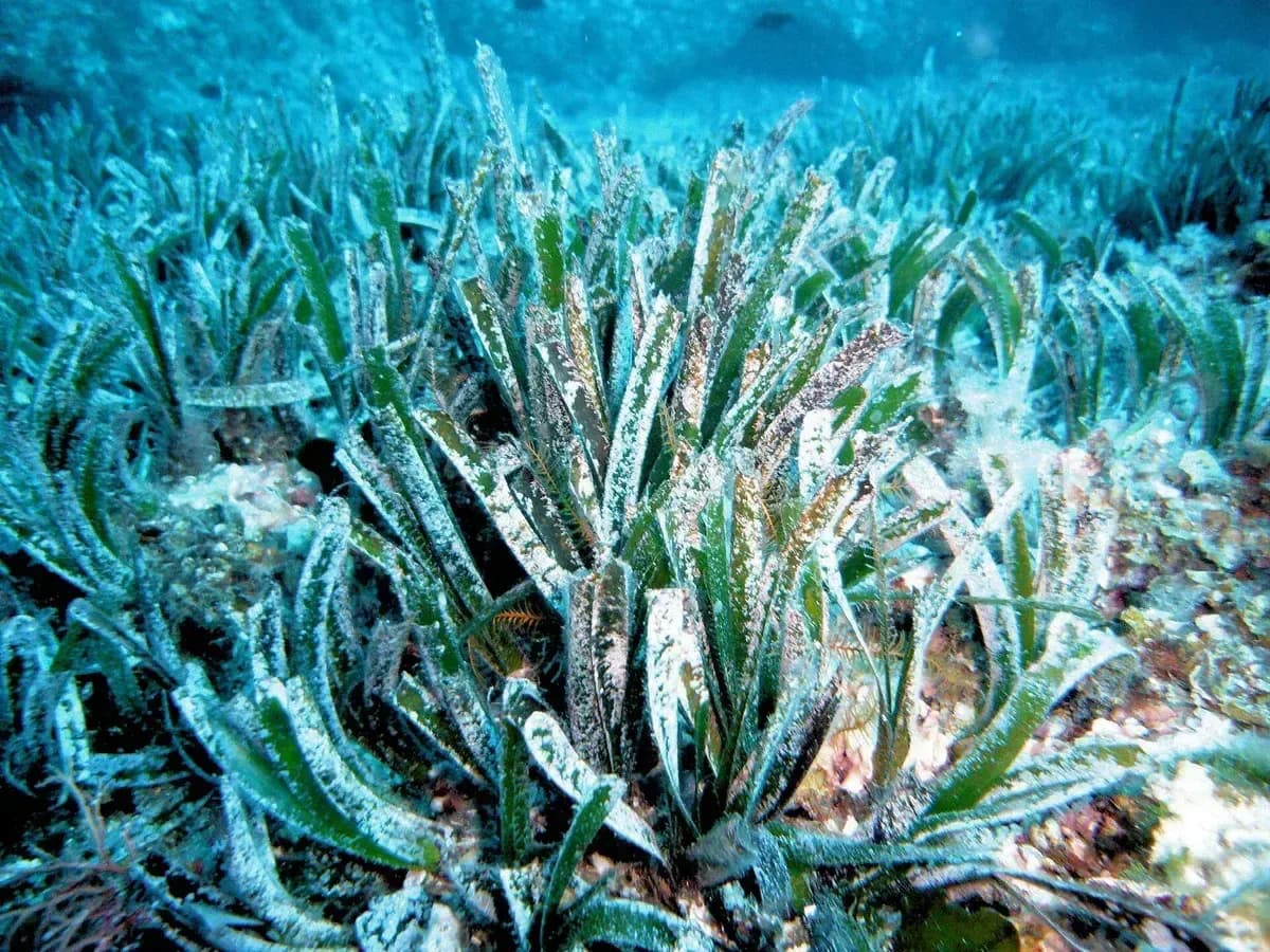 Pradera de posidonia