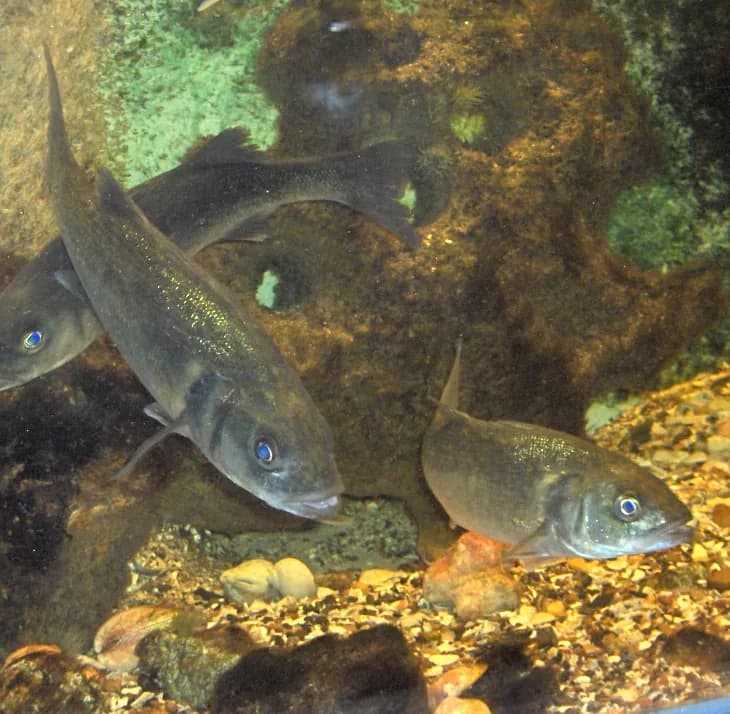 Ilustración de Lubina (Dicentrarchus labrax)