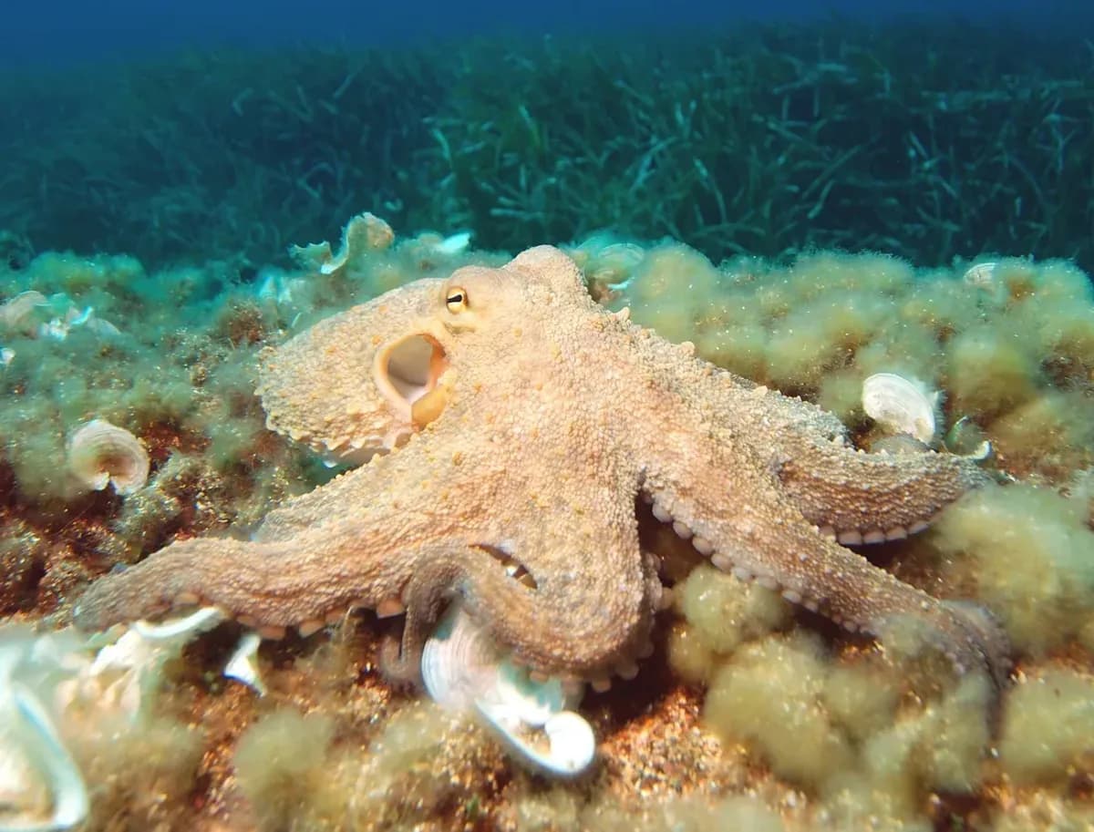 Ilustración de Pulpo (Octopus vulgaris)