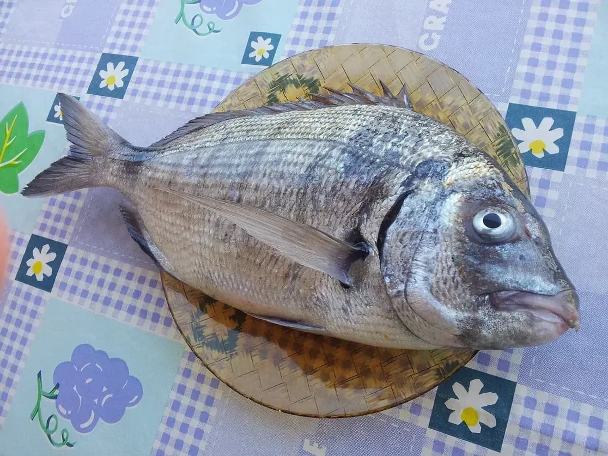 Ilustración de Sargo (Diplodus sargus)